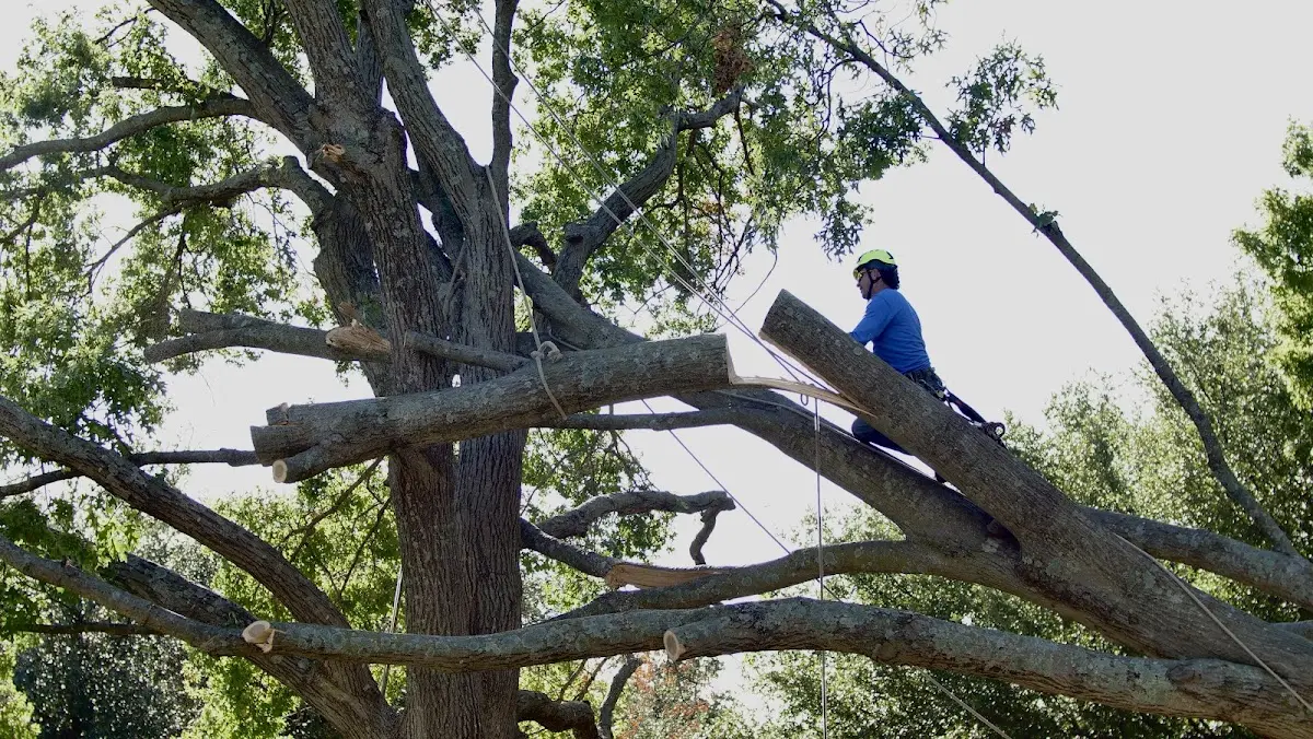 Professional Crown Thinning performed by certified arborists in Goodhue