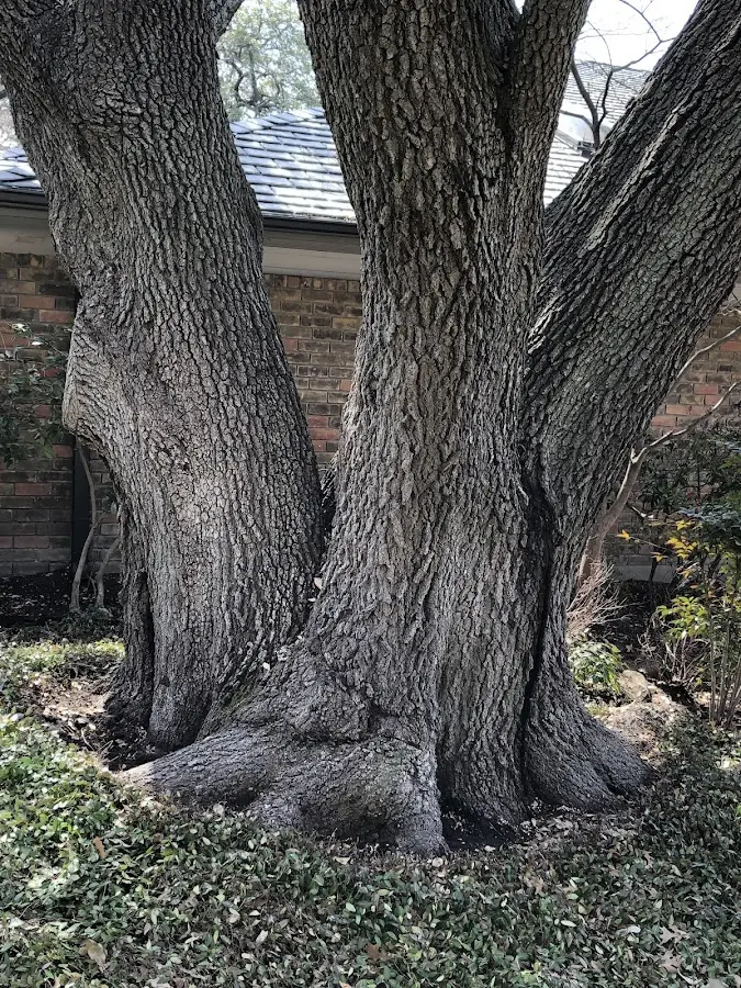 Mature heritage tree close to a Goodhue property cared for by certified arborists
